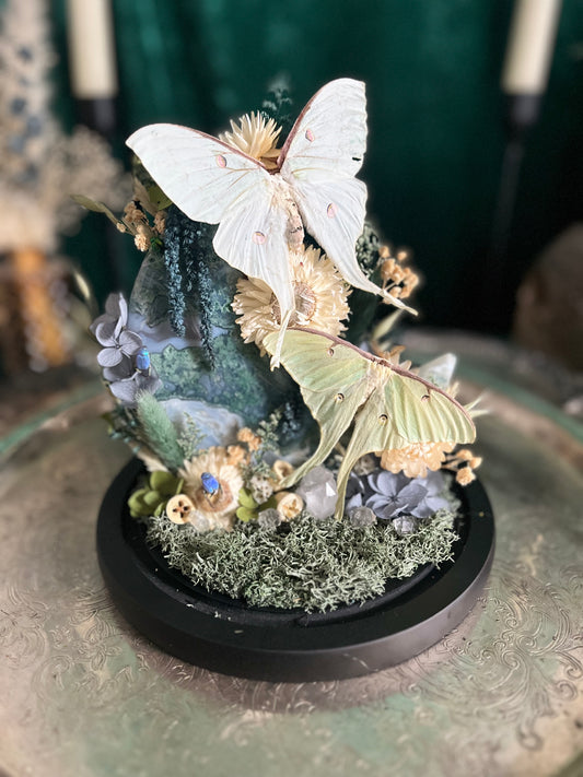 I heard my first ‘lunar’ moth this past weekend