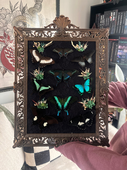Swallowtails 👹