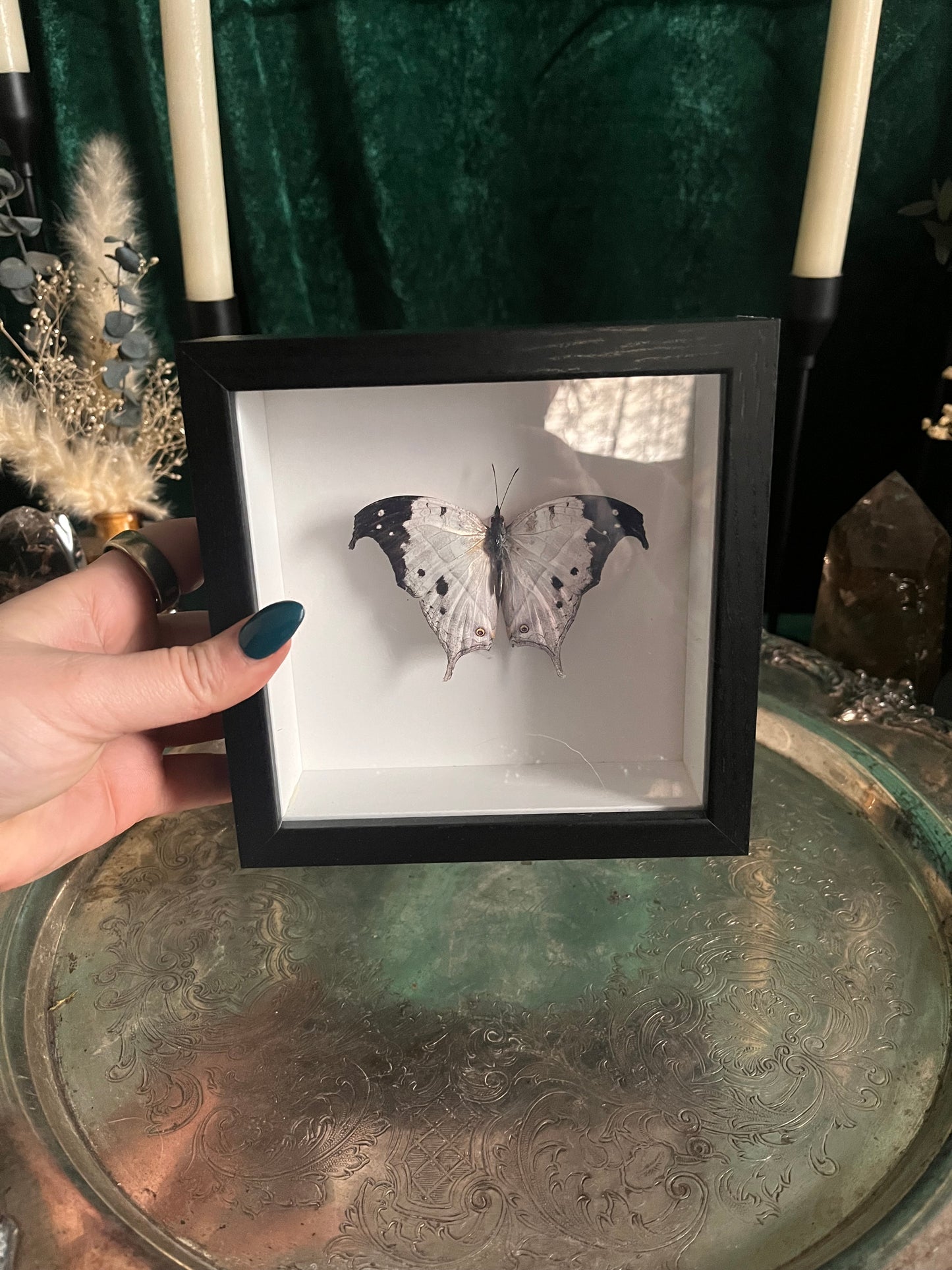 mother of pearl sci frame