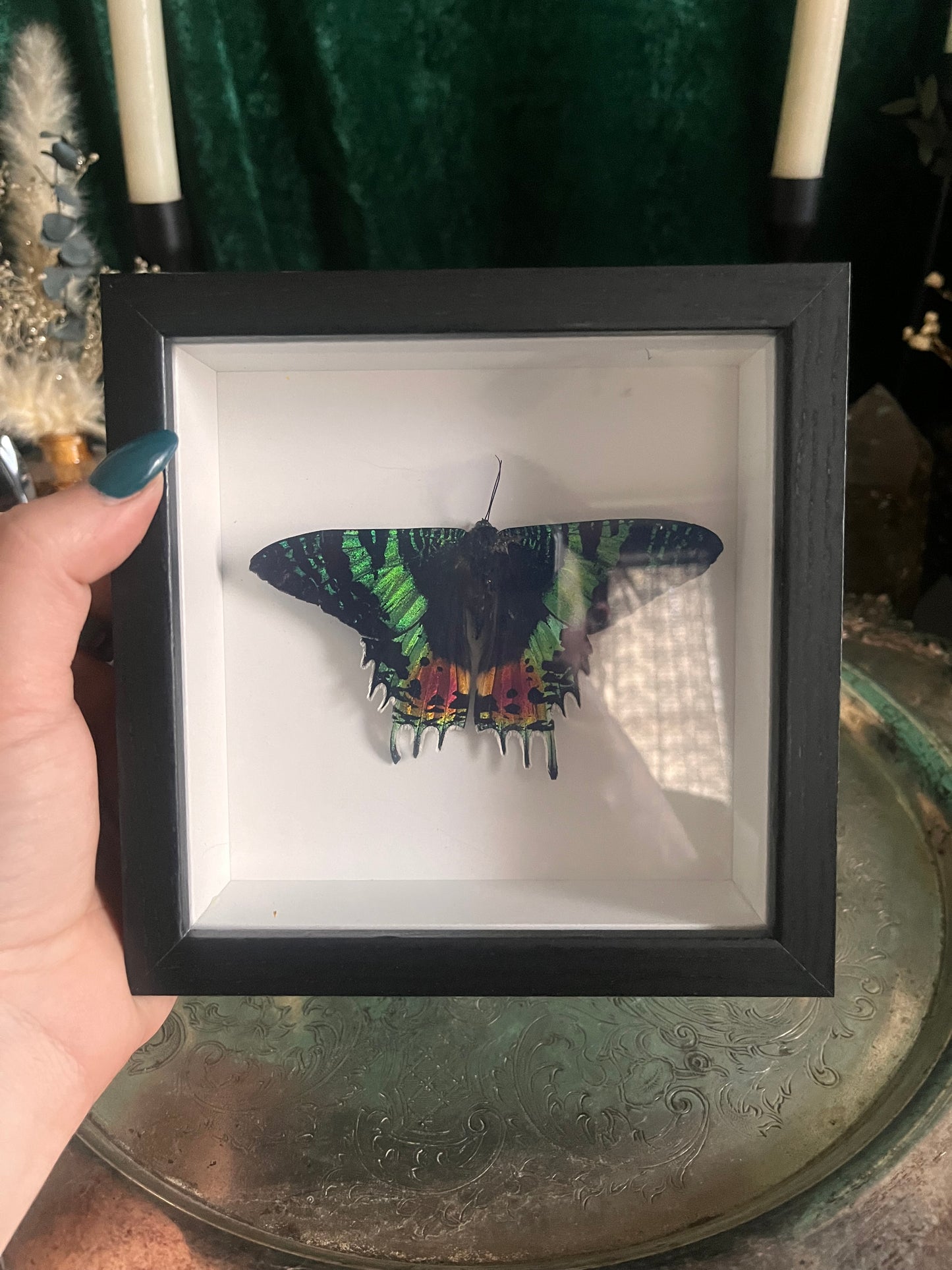 zodiac moth sci frame