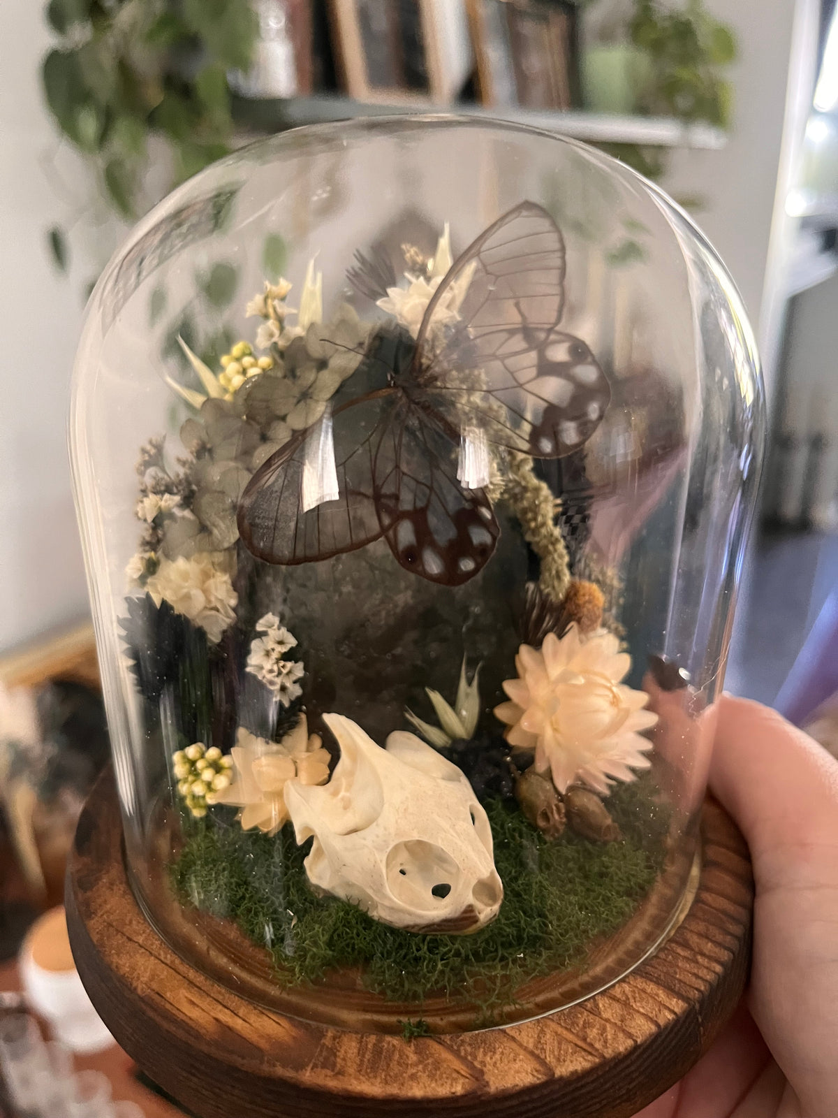 Glasswing and garden quartz