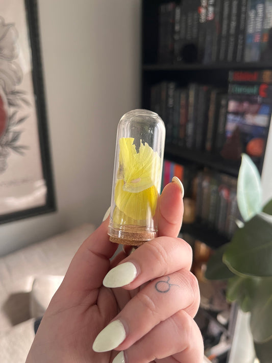 Sulphur butterfly graveyard