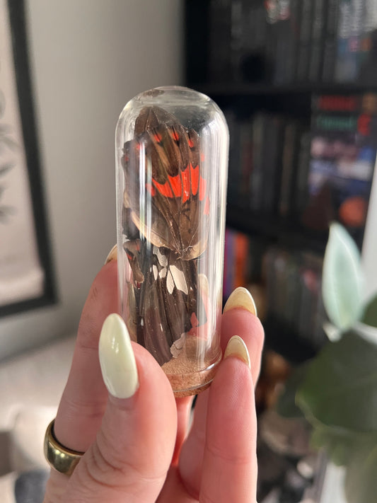 Charaxes wing graveyard