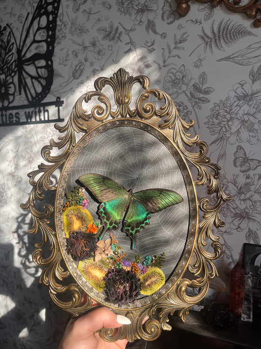 Swallowtails and I are STILL beefing