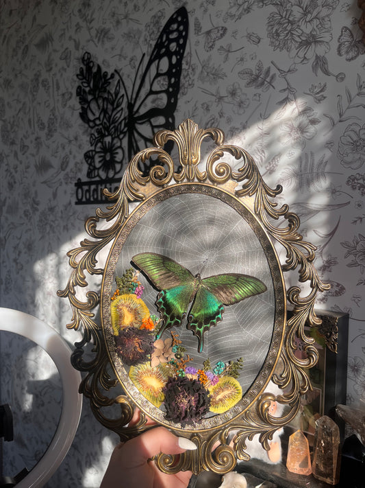 Swallowtails and I are STILL beefing