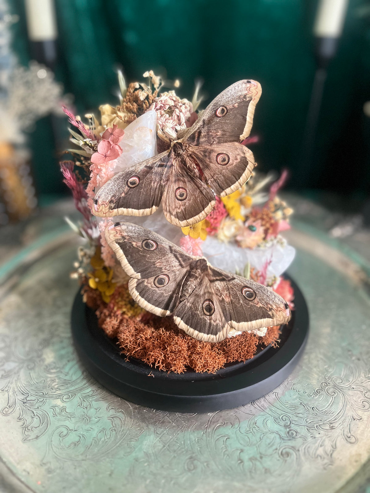 Moths and moon