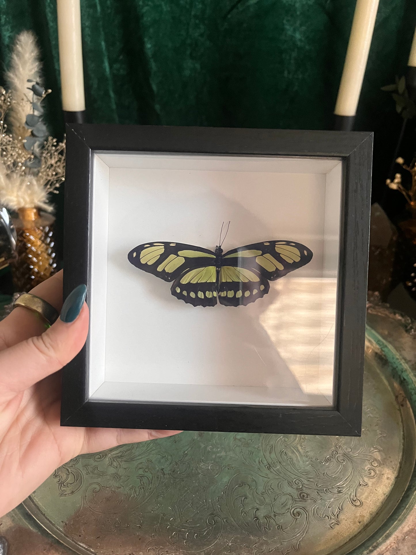 bamboo butterfly sci frame
