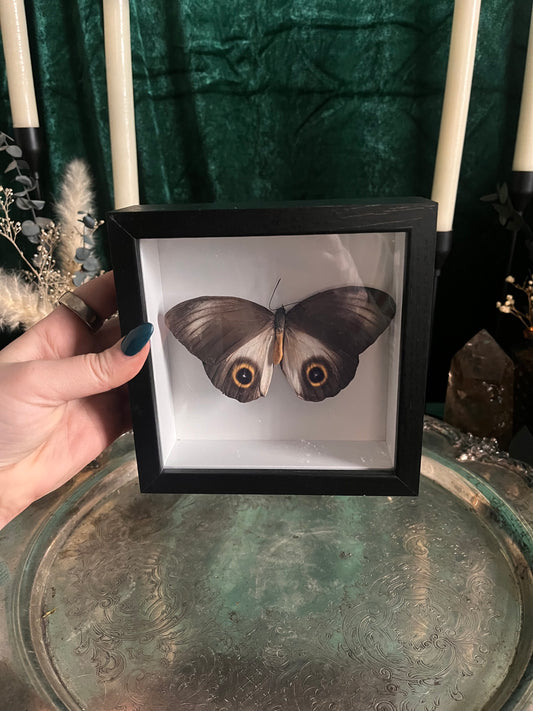 owl butterfly sci frame