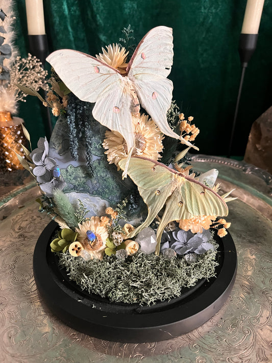 I heard my first ‘lunar’ moth this past weekend