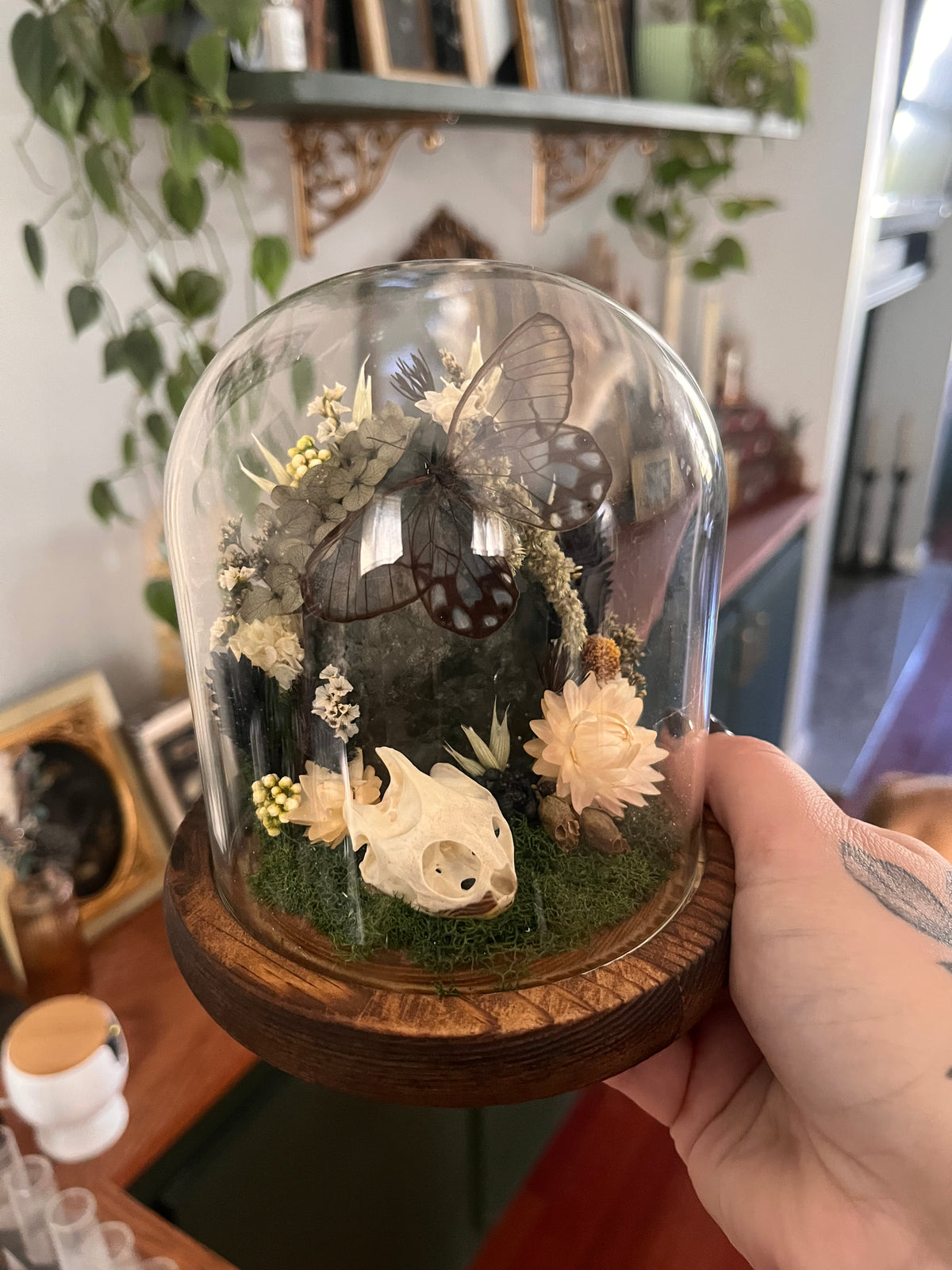 Glasswing and garden quartz