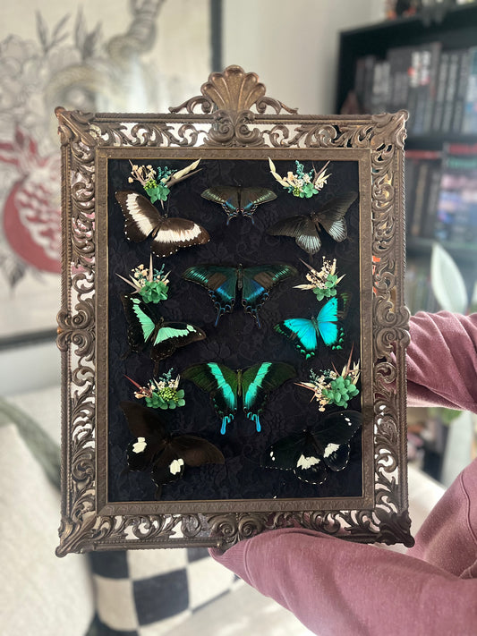 Swallowtails 👹